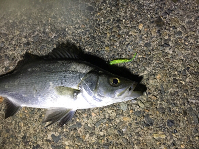 場所替えアジング