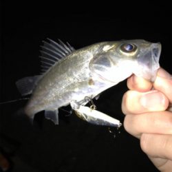 メバルを求めて(遠征)