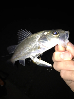 メバルを求めて(遠征)