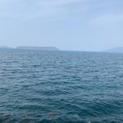 アオリイカ釣果!