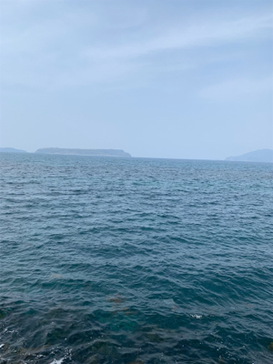 アオリイカ釣果!