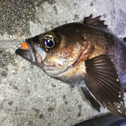 ライズ撃ち3連発