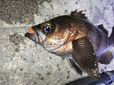 ライズ撃ち3連発