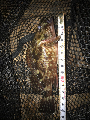 サイズUPならず(＞＜)