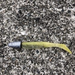 シーバスやっと釣れた