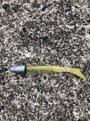 シーバスやっと釣れた