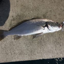 青物から根魚まで