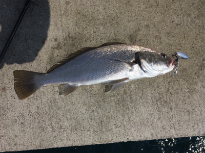 青物から根魚まで