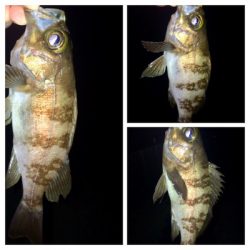 メバリンガー1805〜1850