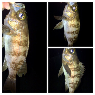 メバリンガー1805〜1850