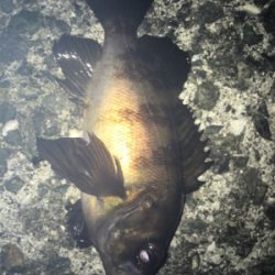 渋い！貝塚メバリング