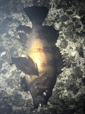 渋い！貝塚メバリング