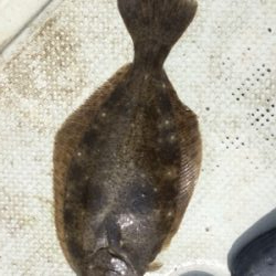 タイラバ 泳がせ