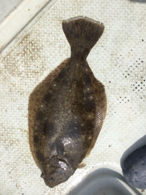 タイラバ 泳がせ