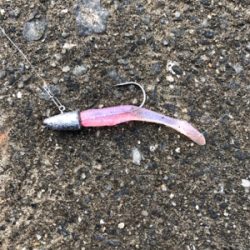 ミニカリで2日連続でシーバスゲットです