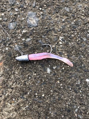 ミニカリで2日連続でシーバスゲットです