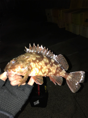 メバルとカサゴ