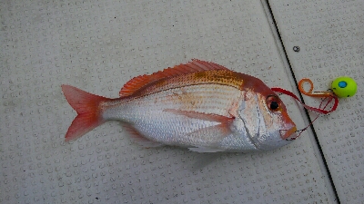 お祝いの真鯛採れたー