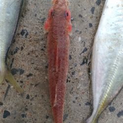 3/30釣果 マトウダイチヌアジカタクチオジサン