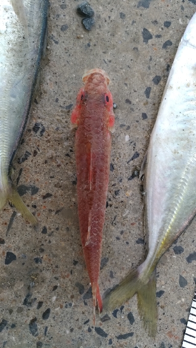 3/30釣果 マトウダイチヌアジカタクチオジサン