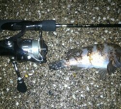 マイクロベイトパターン?