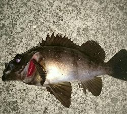 爆風メバリング