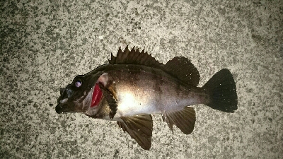 爆風メバリング