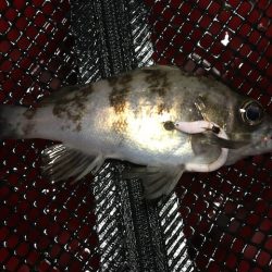 二見メバリング5