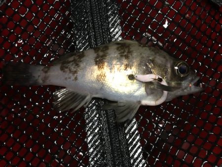 二見メバリング5