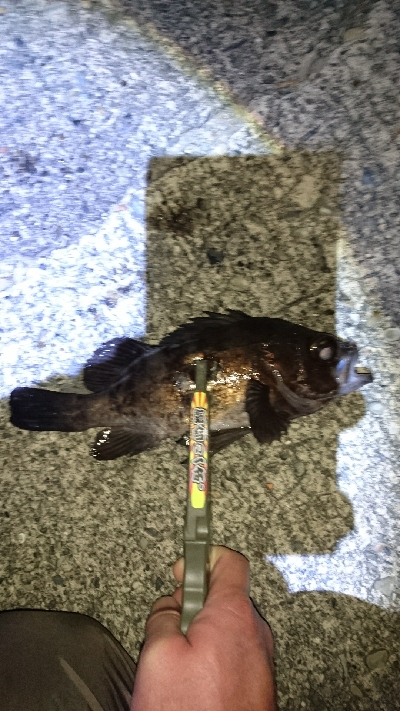 リベンジ串本２