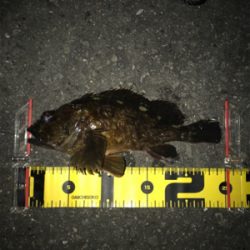 BIGガシラGET (^^)v