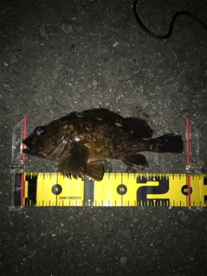 BIGガシラGET (^^)v