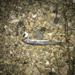 久しぶりにいいシーバス