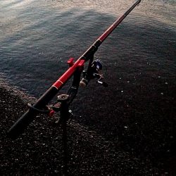 サーフで　大型アオリイカゲットできました!!