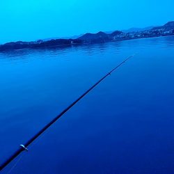 アオリイカ1杯確保です!!