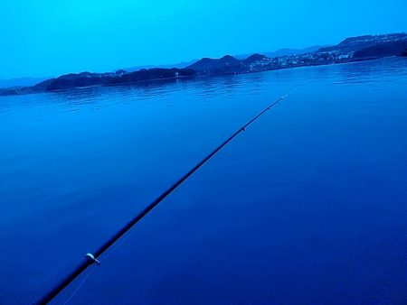 アオリイカ1杯確保です!!