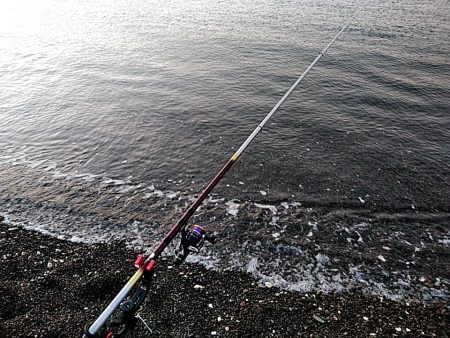 アオリイカ　上がりました。