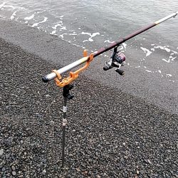 アオリイカ1杯（1キロ）確保です!!