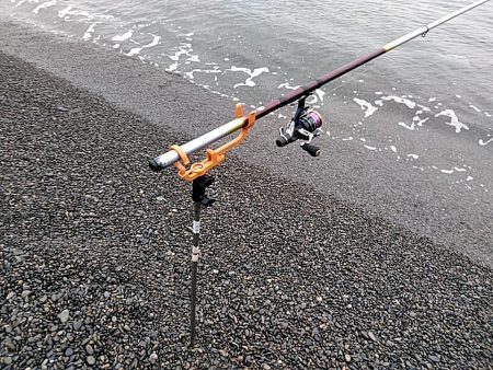 アオリイカ1杯（1キロ）確保です!!