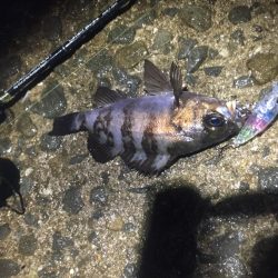 雨でもメバルプラグ縛り