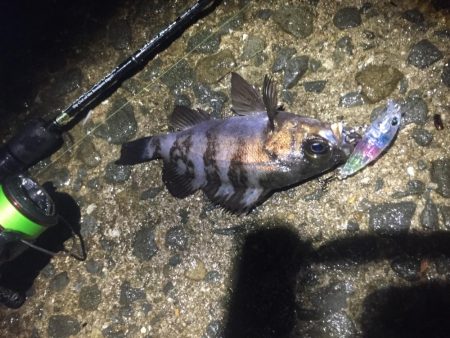 雨でもメバルプラグ縛り