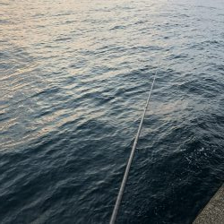 ヤリイカ終盤、厳しい〜