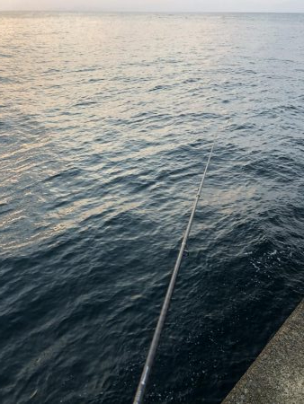 ヤリイカ終盤、厳しい〜