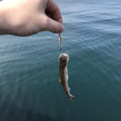 デイアジング…？