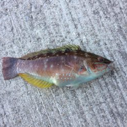 カレイ釣りに挑戦