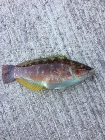 カレイ釣りに挑戦