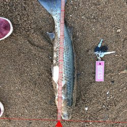 新元号発表前日にナイスフィッシュ