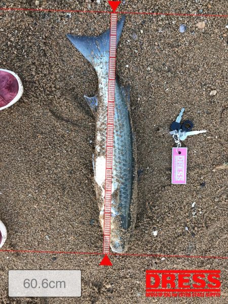 新元号発表前日にナイスフィッシュ