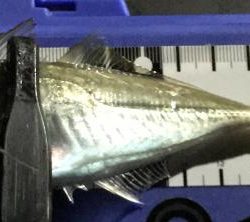 久しぶりのアジング