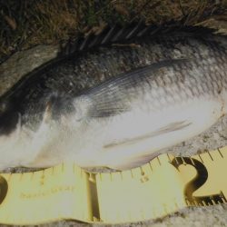 シーバス調査がチヌ高反応